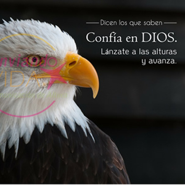 Como las águilas correran y no se cansaran