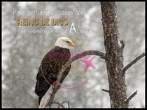 Postales con citas bíblicas aguila 1