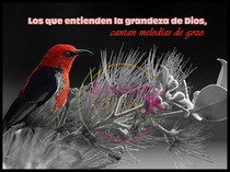 Postales con citas biblicas aves