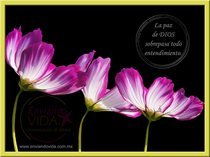 Postales con citas bíblicas. Filipenses 4:7